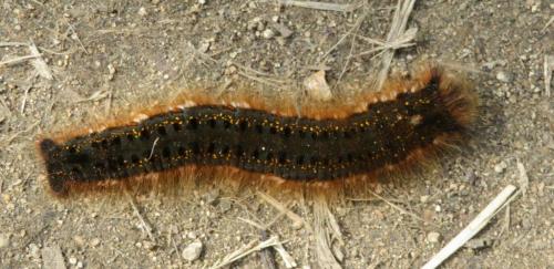 Réf. 286 301 : Euthrix potatoria